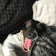 Popo participe au concours pour gagner de l'argent avec cette photo : animal, black_and_white, blanket, canine, closeup, companion, cozy, cushion, cute, dog, fur, happy, indoor, lying_down, pet, playful, relaxed, smiling, speckled, tongue_out
