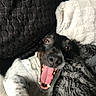 animal, black_and_white, blanket, canine, closeup, companion, cozy, cushion, cute, dog, fur, happy, indoor, lying_down, pet, playful, relaxed, smiling, speckled, tongue_out