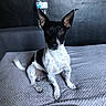 Popo participe au concours pour gagner de l'argent avec cette photo :