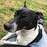 Popo participe au concours pour gagner de l'argent avec cette photo : animal, black_and_white, black_top, brown_eyes, canine, casual, daylight, dog, ears, fur, grass, jeans, lap, nature, outdoor, person, pet, relaxed, resting, snout