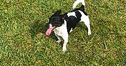 Popo a rejoint le concours — aidez-le/la à gagner de superbes lots ! animal, black_and_white, canine, daylight, dog, domestic_animal, field, fur, grass, happy, mammal, nature, outdoor, pet, playful, summer, sunny, tail, tongue_out, walking