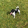 animal, black_and_white, canine, daylight, dog, domestic_animal, field, fur, grass, happy, mammal, nature, outdoor, pet, playful, summer, sunny, tail, tongue_out, walking