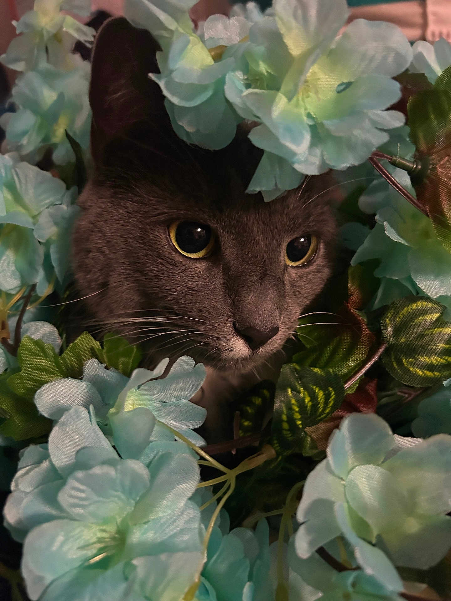 Nala is registered to the contest to win money with this photo: cat, feline, grey_cat, close_up, flowers, artificial_flowers, pet, whiskers, eyes, nose, fur, portrait, floral_wreath, pet_portrait, teal_flowers, petal, leaf, indoor, decor, greenery