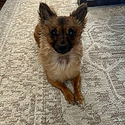 Bella joined the competition — help win amazing prizes! dog, small_dog, fluffy, ears, carpet, indoor, furniture, table_leg, lying_down, pet, animal, cute, brown_fur, black_nose, looking_at_camera, floor, domestic, companion, relaxed, home