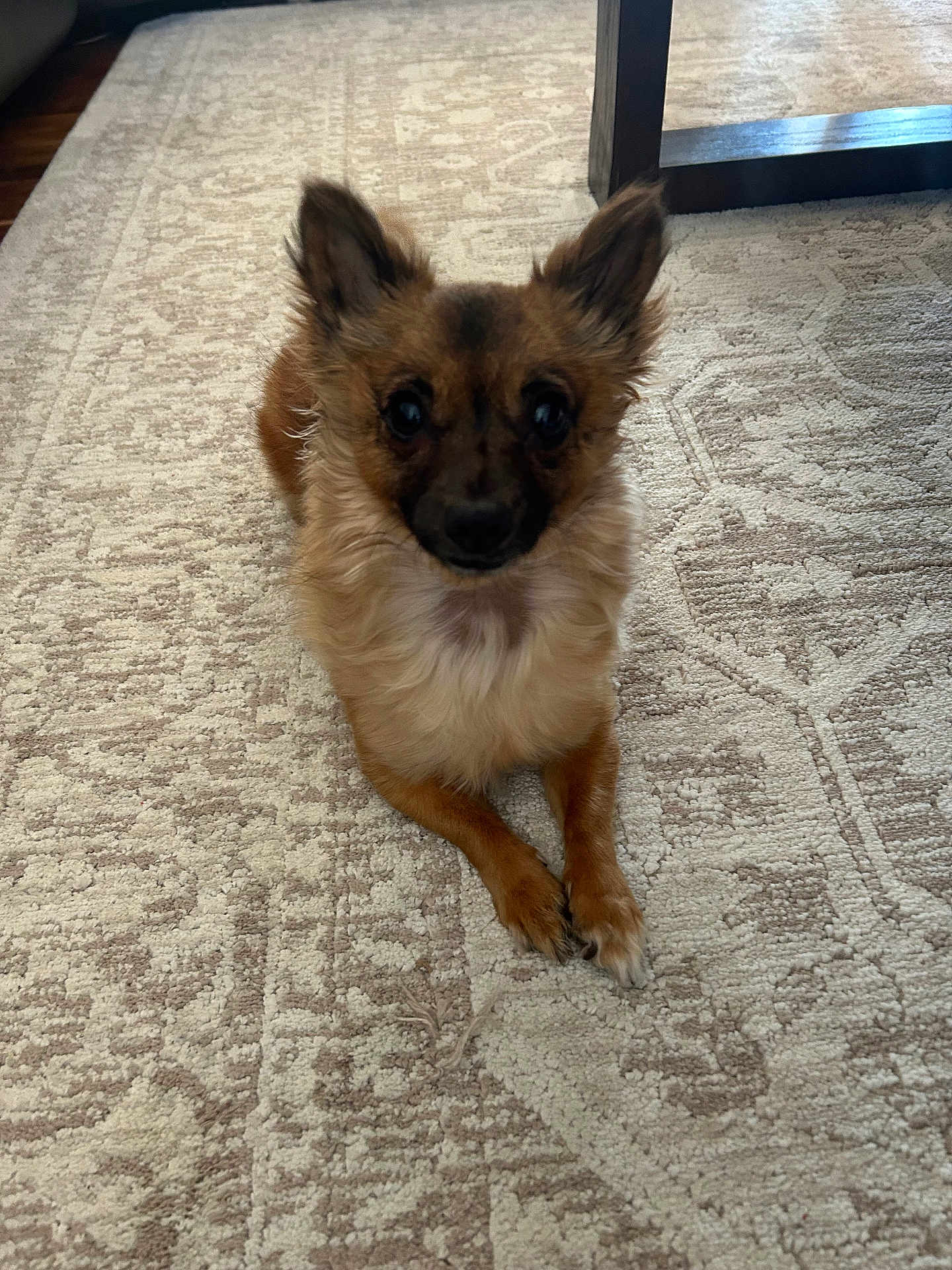 Bella joined the competition — help win amazing prizes! dog, small_dog, fluffy, ears, carpet, indoor, furniture, table_leg, lying_down, pet, animal, cute, brown_fur, black_nose, looking_at_camera, floor, domestic, companion, relaxed, home