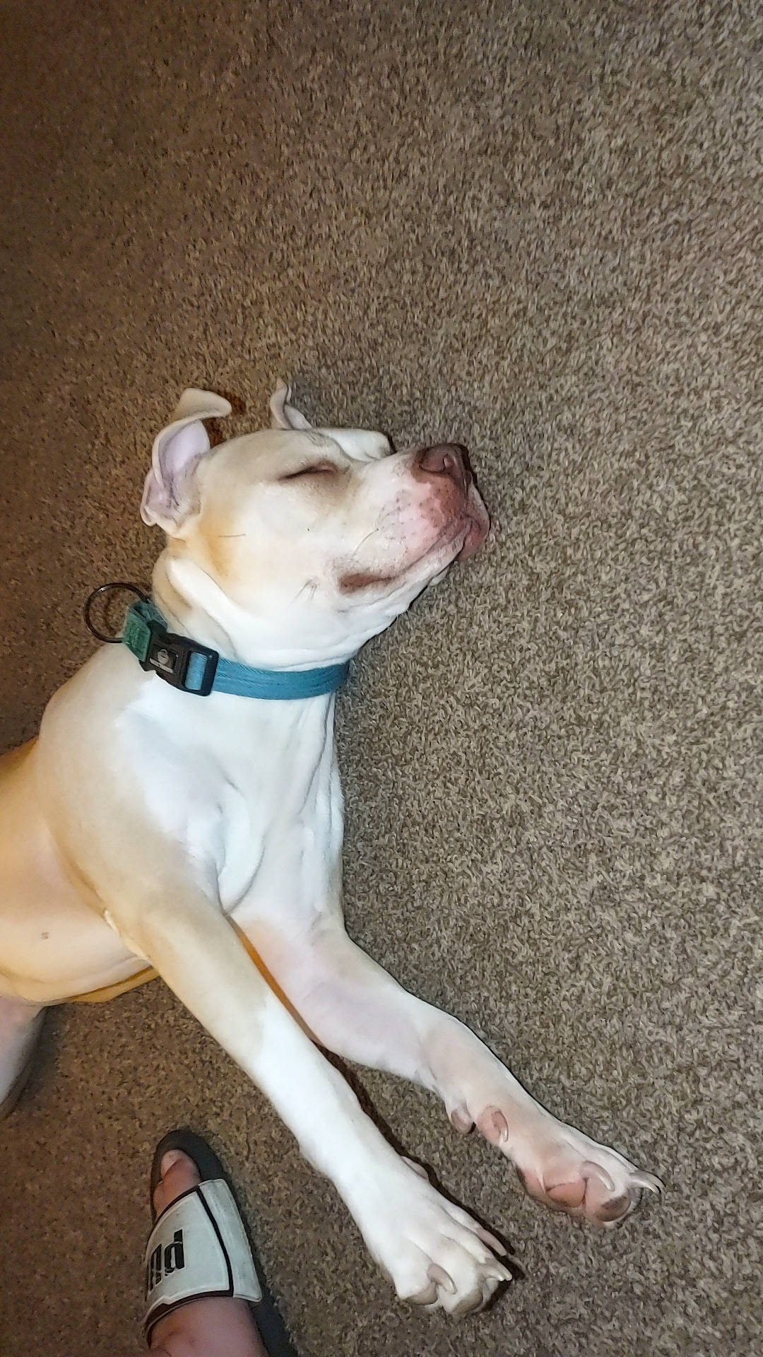 Koda joined the competition — help win amazing prizes! boxer, canidae, carnivore, collar, companion_dog, dog, dog_breed, dog_collar, fawn, foot, human_leg, molosser, non_sporting_group, paw, sandal, snout, sporting_group, tail, working_animal, wrinkle