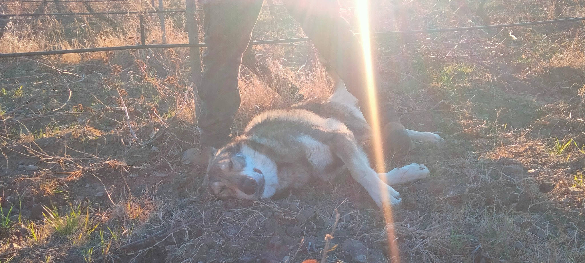 Rockab a rejoint le concours — aidez-le/la à gagner de superbes lots ! carnivore, dog, dog_breed, fawn, forest, grass, landscape, plant, snout, soil, sporting_group, sunlight, tail, terrestrial_animal, tints_and_shades, tree, trunk, twig, wood, woodland