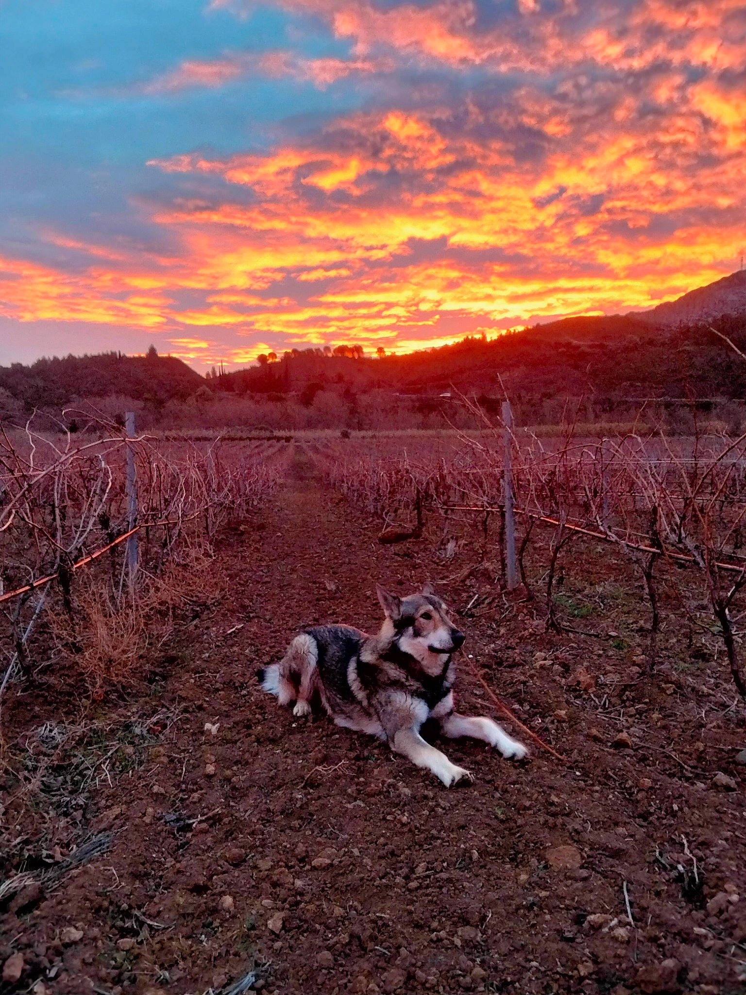 Rockab participe au concours pour gagner de l'argent avec cette photo : afterglow, carnivore, cloud, dog, dog_breed, dusk, fawn, grass, grassland, hill, horizon, landscape, natural_landscape, plant, red_sky_at_morning, sky, soil, sunrise, sunset, tree