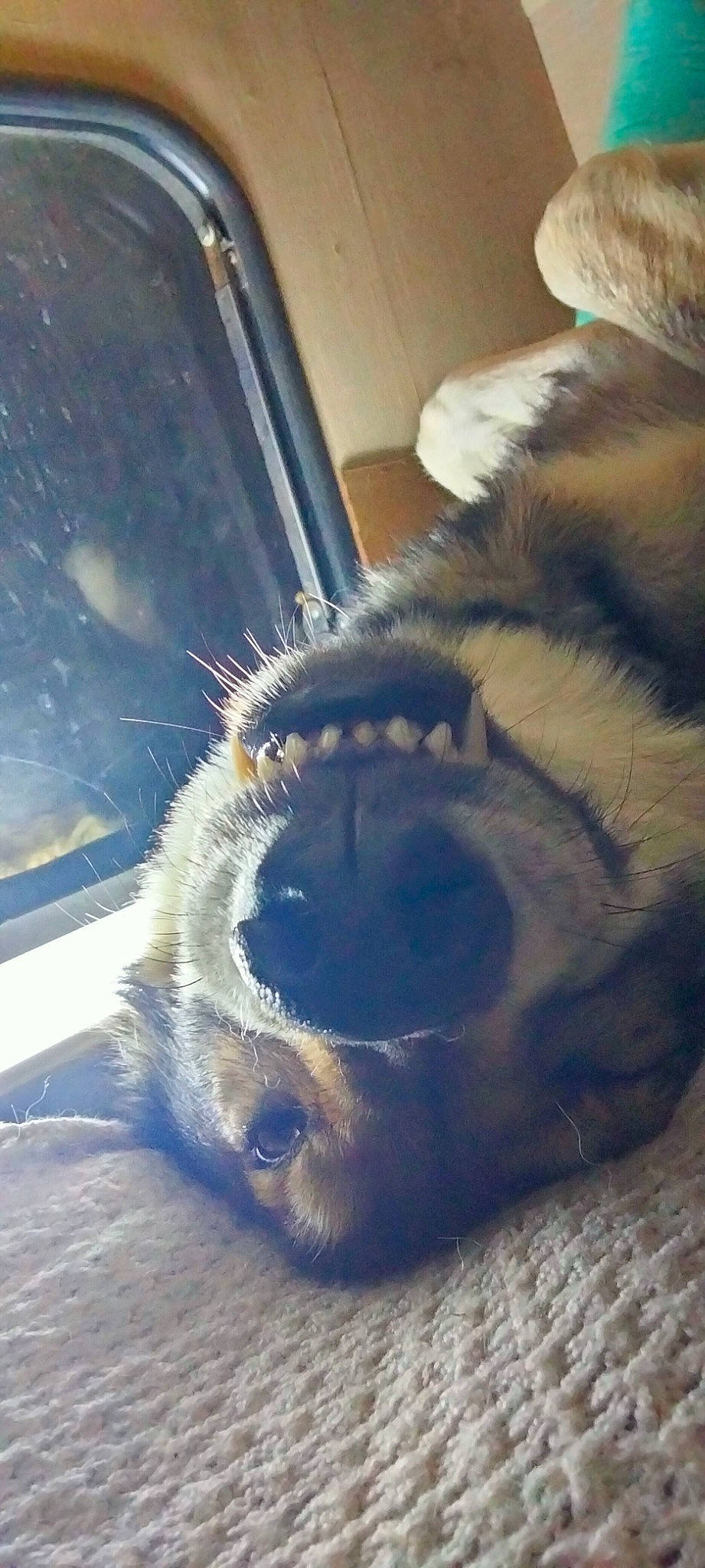 Rockab participe au concours pour gagner de l'argent avec cette photo : carnivore, cloud, companion_dog, dog_breed, electric_blue, fang, fawn, felidae, foot, fur, jaw, paw, sky, small_to_medium_sized_cats, snout, sporting_group, terrestrial_animal, whiskers, wildlife, working_animal