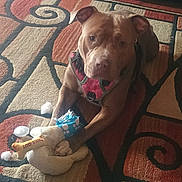 Maple joined the competition — help win amazing prizes! dog, pet, indoor, carpet, toy, plush_toy, chew_toy, brown_dog, harness, animal, paw, floor, home, resting, looking_at_camera, cute, domestic_animal, companion, mammal, playful