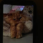 Betty is registered to the contest to win money with this photo: animal, blanket, cat, close_up, cozy, cute, feline, fluffy, fur, ginger_cat, home, indoor, paws, pet, phone_screen, portrait, relaxed, resting, sleepy, texture