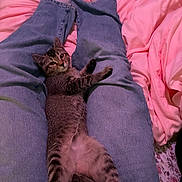 Rocky is registered to the contest to win money with this photo: animal, bed, bedding, belly_up, cat, cozy, ears, eyes, indoor, jeans, kitten, legs, lying_down, paws, person, pet, pink, striped_fur, tabby, whiskers