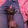 animal, bed, bedding, belly_up, cat, cozy, ears, eyes, indoor, jeans, kitten, legs, lying_down, paws, person, pet, pink, striped_fur, tabby, whiskers