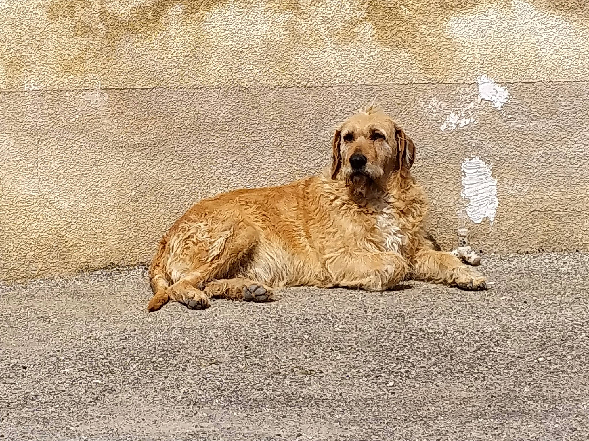 Bella a rejoint le concours — aidez-le/la à gagner de superbes lots ! ancient_dog_breeds, bored, canidae, carnivore, companion_dog, dog, dog_breed, fur, gun_dog, road_surface, soil, sporting_group, terrestrial_animal, wildlife, working_animal