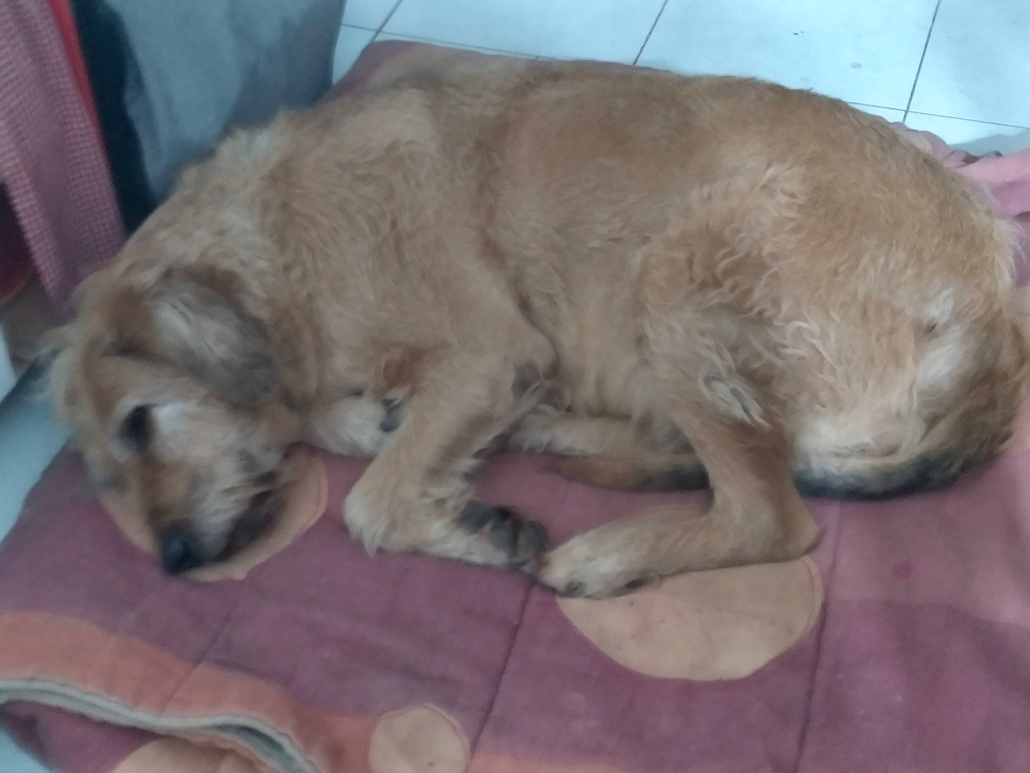 Bella a rejoint le concours — aidez-le/la à gagner de superbes lots ! canidae, carnivore, comfort, companion_dog, dog, dog_bed, dog_breed, dog_supply, fawn, fur, gun_dog, liver, nap, paw, retriever, snout, sporting_group, tail, terrestrial_animal, working_animal