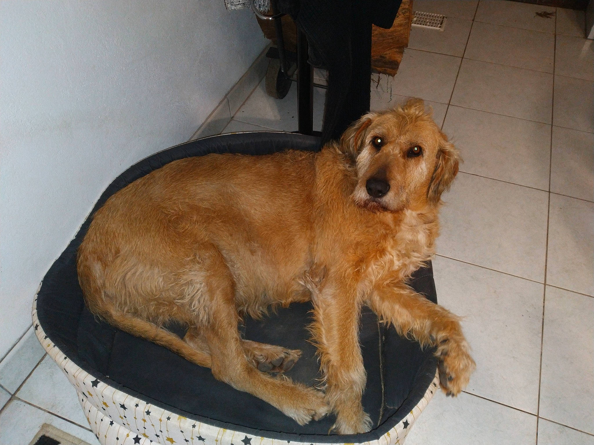 Bella a rejoint le concours — aidez-le/la à gagner de superbes lots ! carnivore, companion_dog, dog, dog_breed, fawn, flooring, fur, liver, paw, pet_supply, puppy, snout, tail, terrestrial_animal, terrier, working_animal