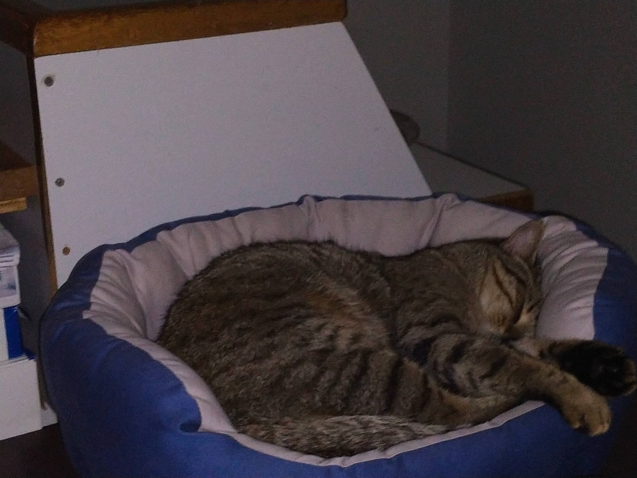 Loulou a rejoint le concours — aidez-le/la à gagner de superbes lots ! carnivore, cat, cat_bed, cat_supply, comfort, domestic_short_haired_cat, fawn, felidae, fur, hardwood, linens, nap, pet_supply, room, sleep, small_to_medium_sized_cats, tail, terrestrial_animal, whiskers, wood