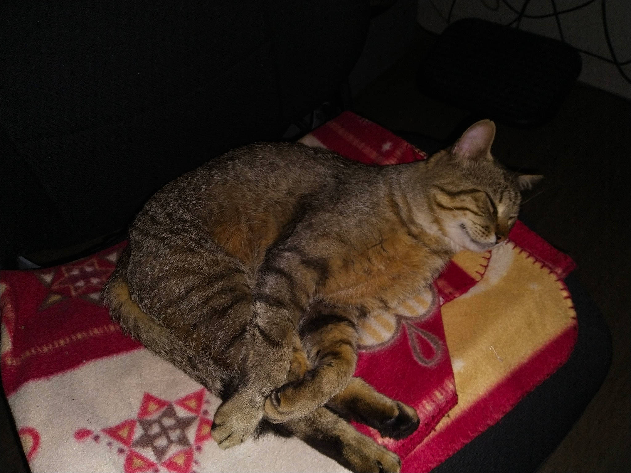 Loulou a rejoint le concours — aidez-le/la à gagner de superbes lots ! carnivore, cat, claw, comfort, domestic_short_haired_cat, fawn, felidae, fur, paw, small_to_medium_sized_cats, snout, tail, terrestrial_animal, whiskers