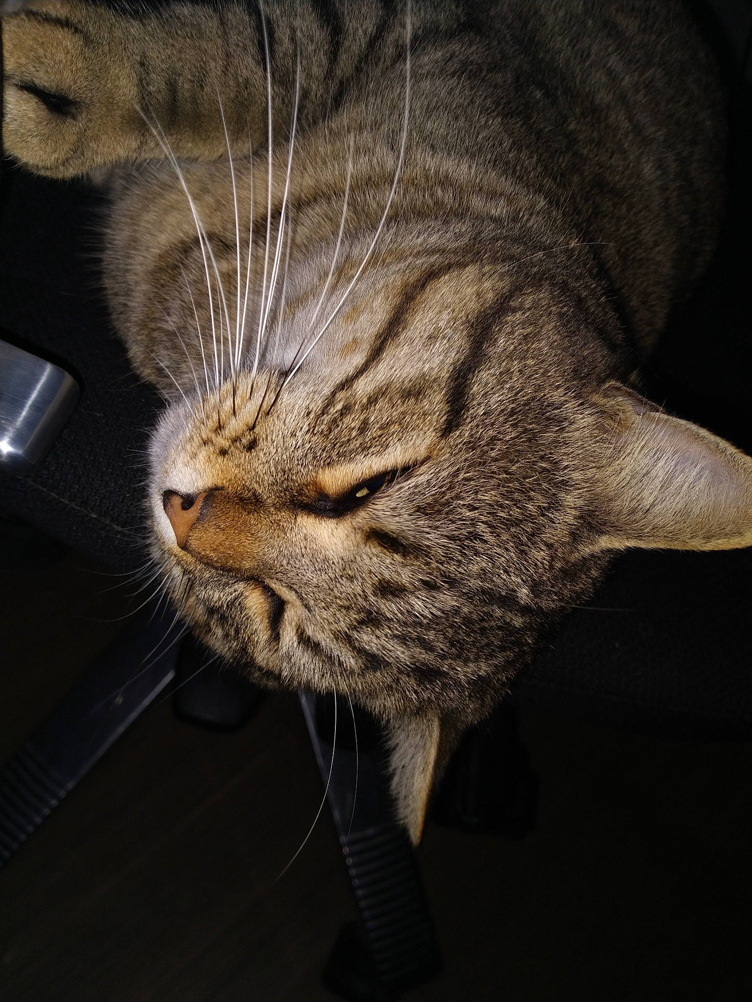 Loulou a rejoint le concours — aidez-le/la à gagner de superbes lots ! carnivore, cat, close_up, comfort, darkness, domestic_short_haired_cat, ear, eye, felidae, fur, grey, paw, small_to_medium_sized_cats, snout, tail, terrestrial_animal, tree, whiskers, wildlife, wood