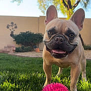 Louis joined the competition — help win amazing prizes! dog, french_bulldog, grass, pink_ball, outdoor, sunlight, tree, garden, pet, playful, tongue_out, happy, backyard, greenery, animal, summer, sunny, nature, cute, canine