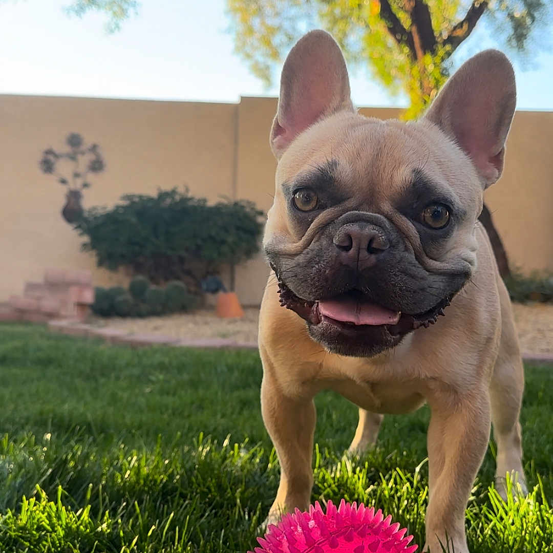 Louis joined the competition — help win amazing prizes! animal, backyard, canine, cute, dog, french_bulldog, garden, grass, greenery, happy, nature, outdoor, pet, pink_ball, playful, summer, sunlight, sunny, tongue_out, tree