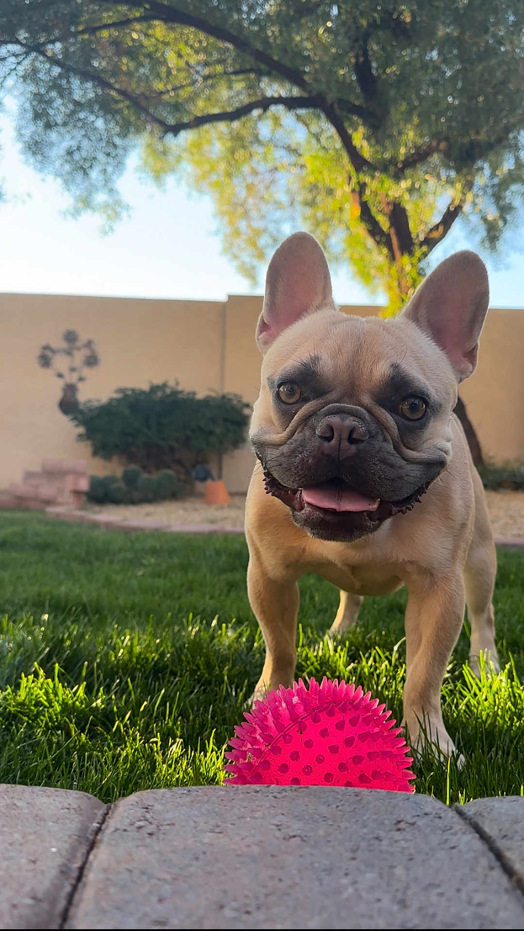 Louis joined the competition — help win amazing prizes! dog, french_bulldog, grass, pink_ball, outdoor, sunlight, tree, garden, pet, playful, tongue_out, happy, backyard, greenery, animal, summer, sunny, nature, cute, canine
