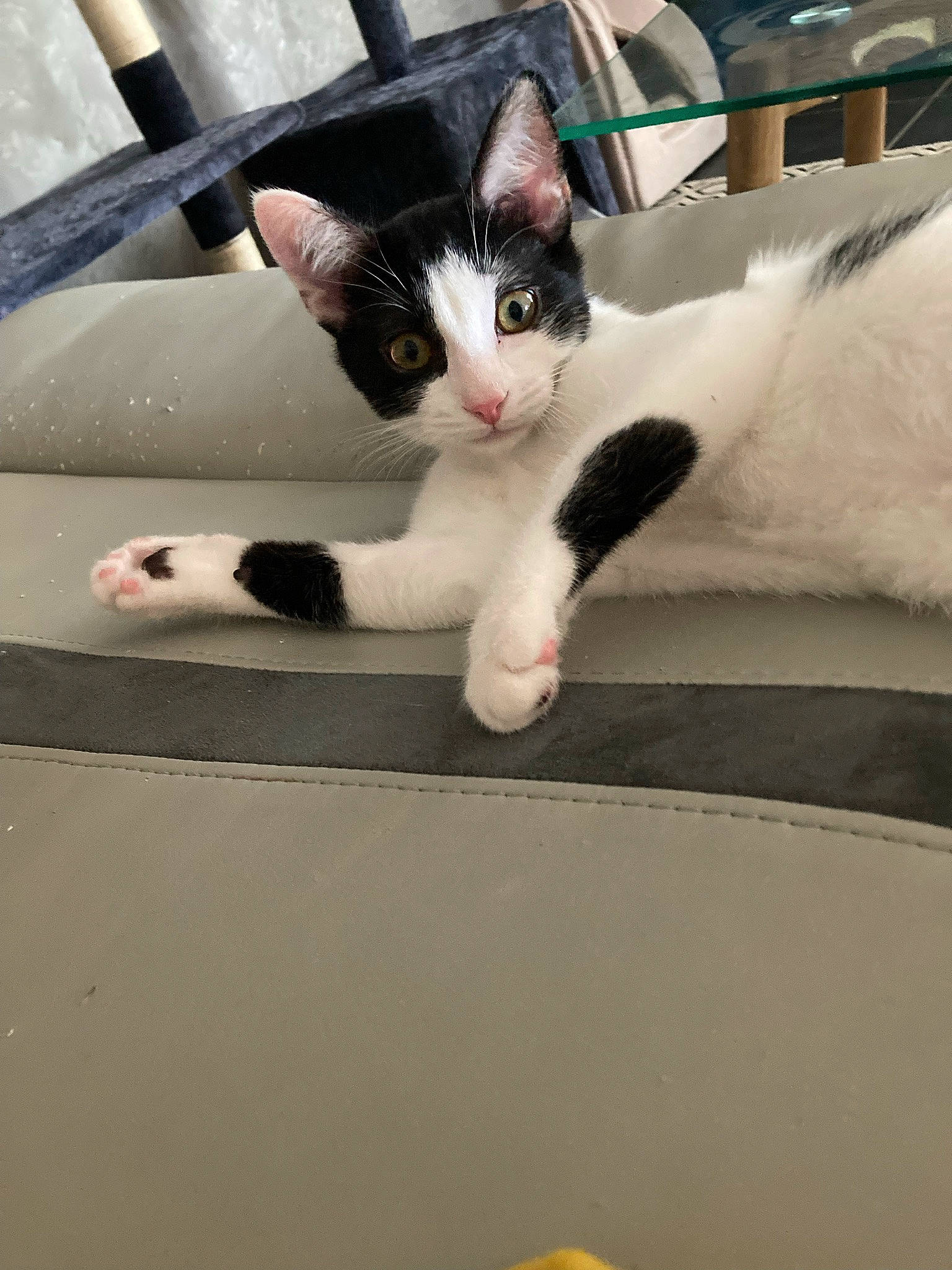 Flèche a rejoint le concours — aidez-le/la à gagner de superbes lots ! auto_part, automotive_exterior, carnivore, cat, claw, comfort, domestic_short_haired_cat, felidae, foot, fur, human_leg, mammal, paw, small_to_medium_sized_cats, snout, tail, vertebrate, whiskers, windshield, wood