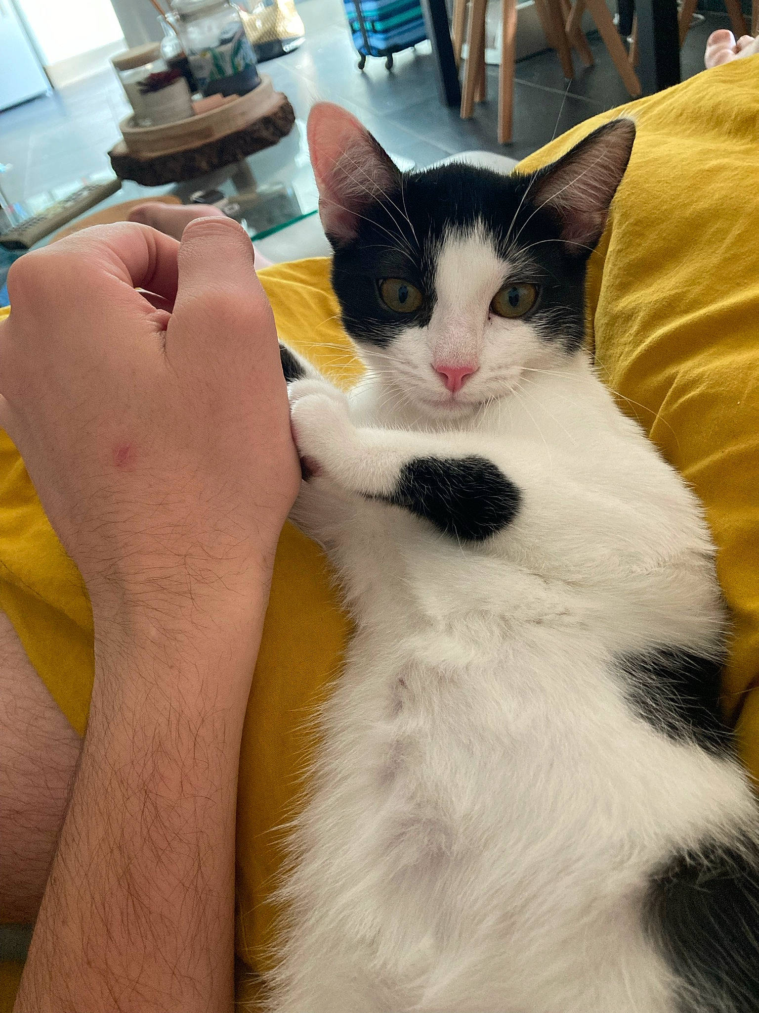 Flèche a rejoint le concours — aidez-le/la à gagner de superbes lots ! carnivore, cat, comfort, computer_keyboard, domestic_short_haired_cat, eye, felidae, fur, gesture, hand, human_leg, lap, nail, paw, sitting, small_to_medium_sized_cats, tail, thumb, whiskers, wrist