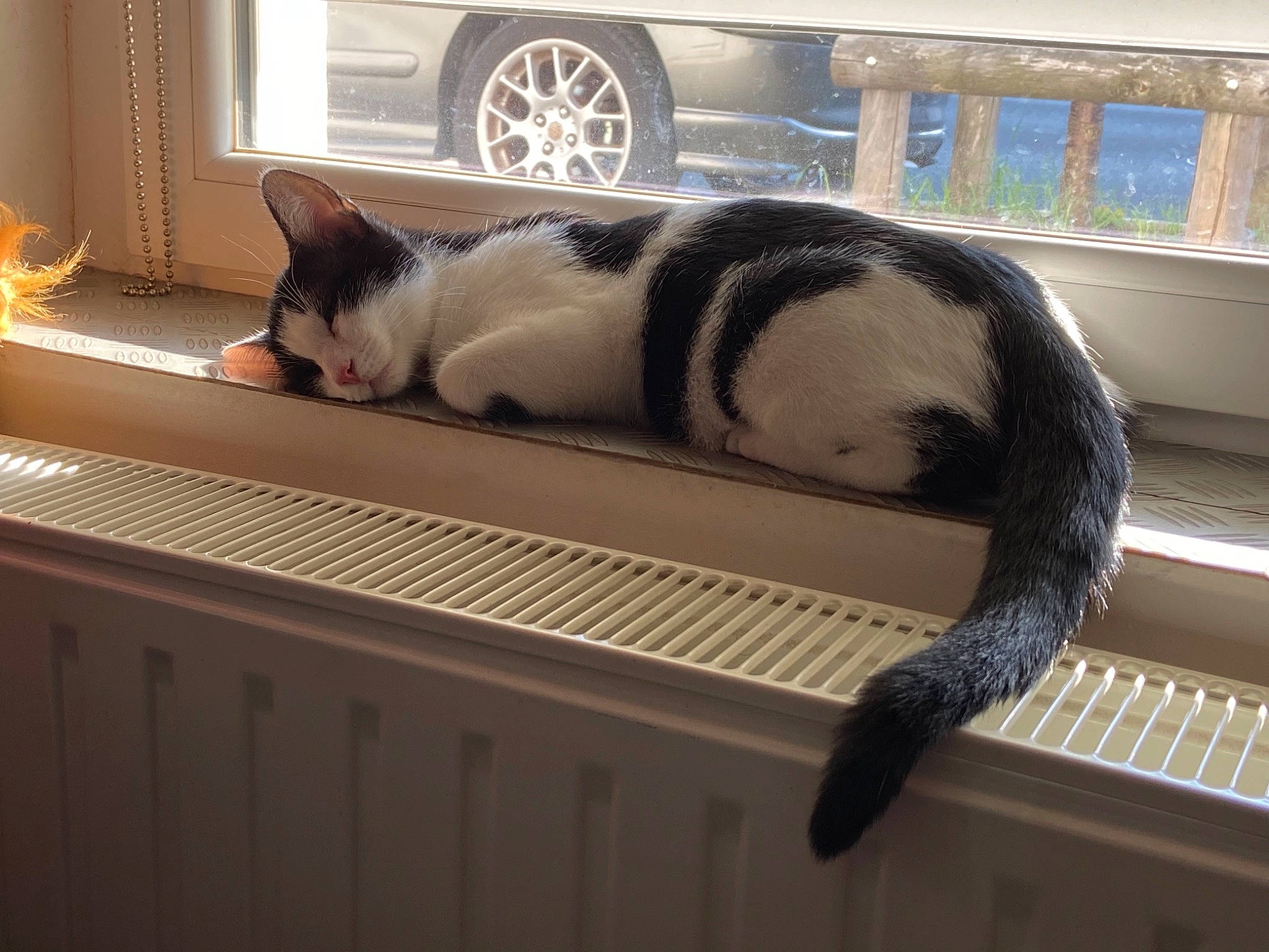 Flèche participe au concours pour gagner de l'argent avec cette photo : automotive_design, automotive_exterior, carnivore, cat, comfort, door, felidae, fender, fur, hood, light, mammal, pet_supply, small_to_medium_sized_cats, snout, tail, vehicle_door, whiskers, window, wood