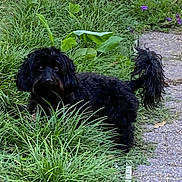 Bailey is registered to the contest to win money with this photo: animal, black_dog, canine, curious, daytime, dog, fur, garden, grass, greenery, leaves, nature, outdoor, pathway, pet, plants, small_dog, stone_path, tail, walking