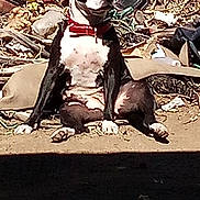 Oreo Cookie is registered to the contest to win money with this photo: dog, black_and_white, collar, sitting, outdoor, dry_leaves, debris, sunlight, animal, pet, relaxed, ground, nature, daylight, canine, resting, messy_background, fence, domestic_animal, quiet