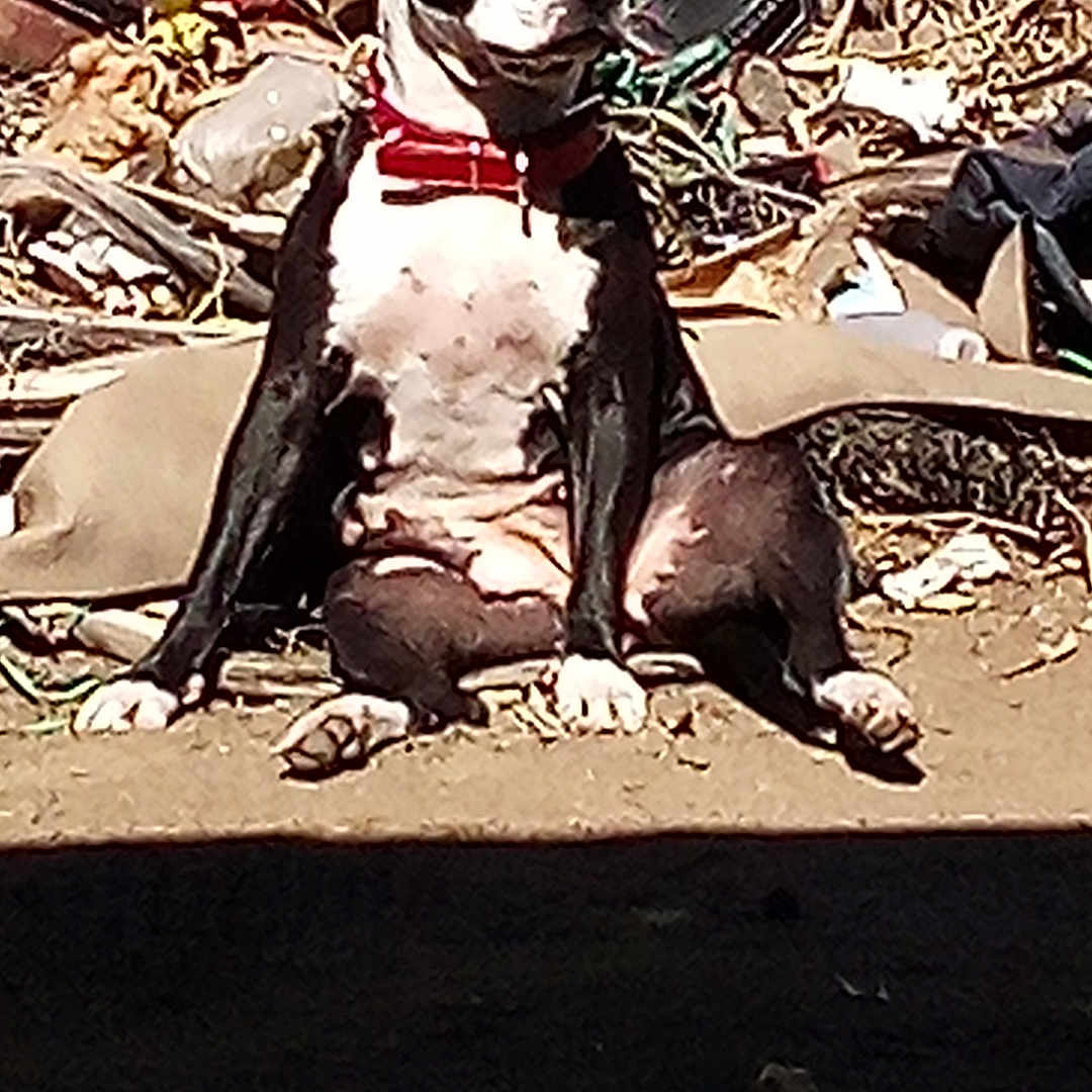 Oreo Cookie is registered to the contest to win money with this photo: animal, black_and_white, canine, collar, daylight, debris, dog, domestic_animal, dry_leaves, fence, ground, messy_background, nature, outdoor, pet, quiet, relaxed, resting, sitting, sunlight