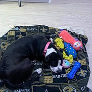 Oreo Cookie joined the competition — help win amazing prizes! dog, sleeping, blanket, new_orleans_saints, toy, pink_collar, chew_toy, plush_toy, blue_bone, indoor, hardwood_floor, pet_bowl, leash, resting, black_and_white, closeup, cozy, bed, home, playtime