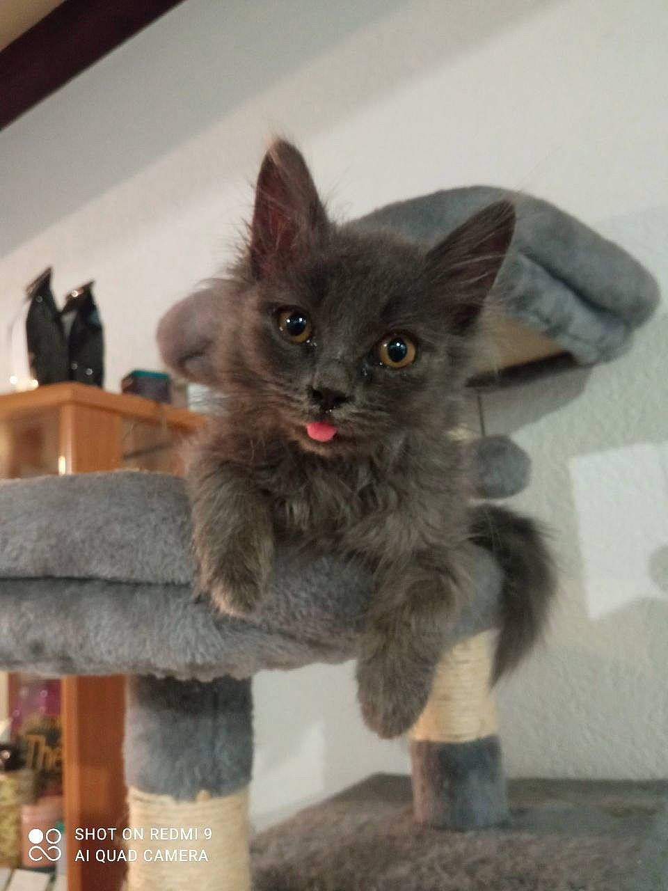 Cendre a rejoint le concours — aidez-le/la à gagner de superbes lots ! art, carnivore, cat, cat_toy, claw, domestic_short_haired_cat, fawn, felidae, fur, grey, paw, russian_blue, small_to_medium_sized_cats, snout, tail, terrestrial_animal, whiskers