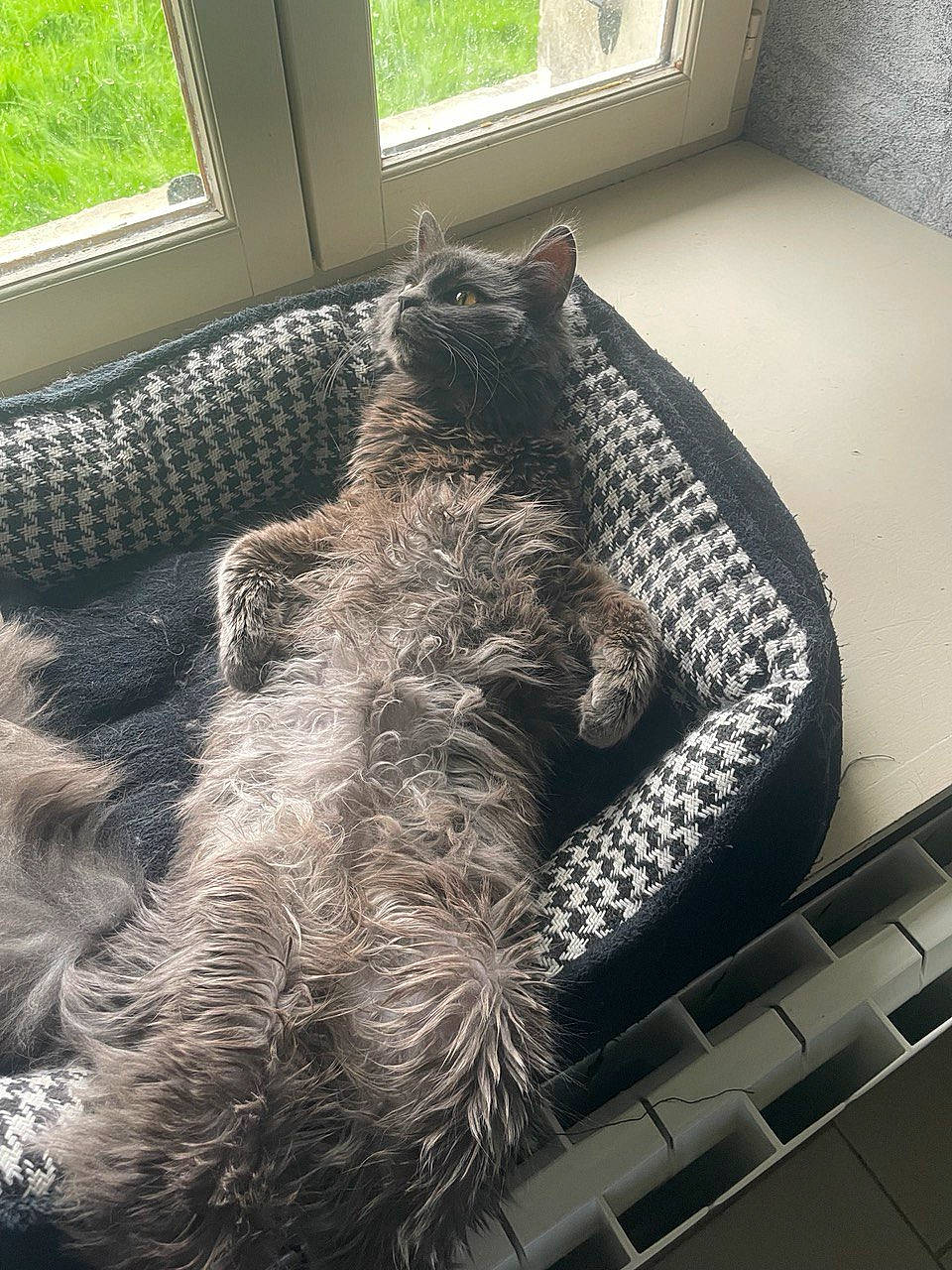 Cendre a rejoint le concours — aidez-le/la à gagner de superbes lots ! carnivore, comfort, couch, felidae, flooring, fur, grey, mammal, pattern, room, small_to_medium_sized_cats, tail, terrestrial_animal, textile, toy, vertebrate, whiskers, window, wool, woolen