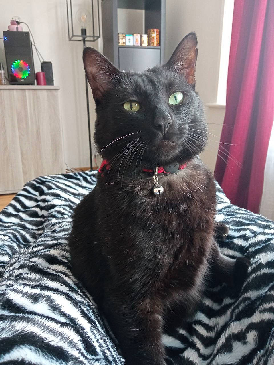 Esthasie a rejoint le concours — aidez-le/la à gagner de superbes lots ! black_cat, bombay, carnivore, cat, cat_supply, claw, comfort, curtain, domestic_short_haired_cat, felidae, fur, grey, paw, sitting, small_to_medium_sized_cats, snout, tail, terrestrial_animal, whiskers