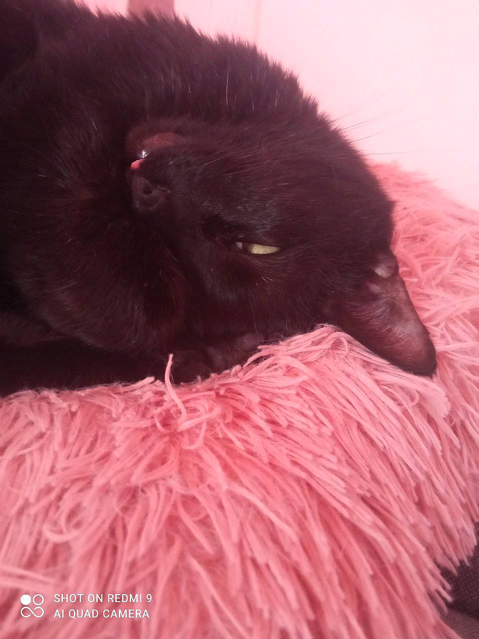 Esthasie participe au concours pour gagner de l'argent avec cette photo : canidae, carmine, carnivore, cat, comfort, dog_breed, felidae, fur, liver, magenta, natural_material, small_to_medium_sized_cats, snout, sporting_group, terrestrial_animal, tints_and_shades, whiskers