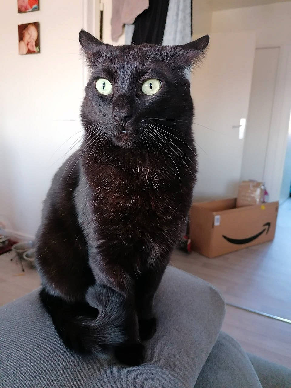 Esthasie a rejoint le concours — aidez-le/la à gagner de superbes lots ! black_cat, box, carnivore, cat, cat_supply, claw, comfort, domestic_short_haired_cat, felidae, flooring, fur, grey, sitting, small_to_medium_sized_cats, snout, tail, terrestrial_animal, whiskers, window
