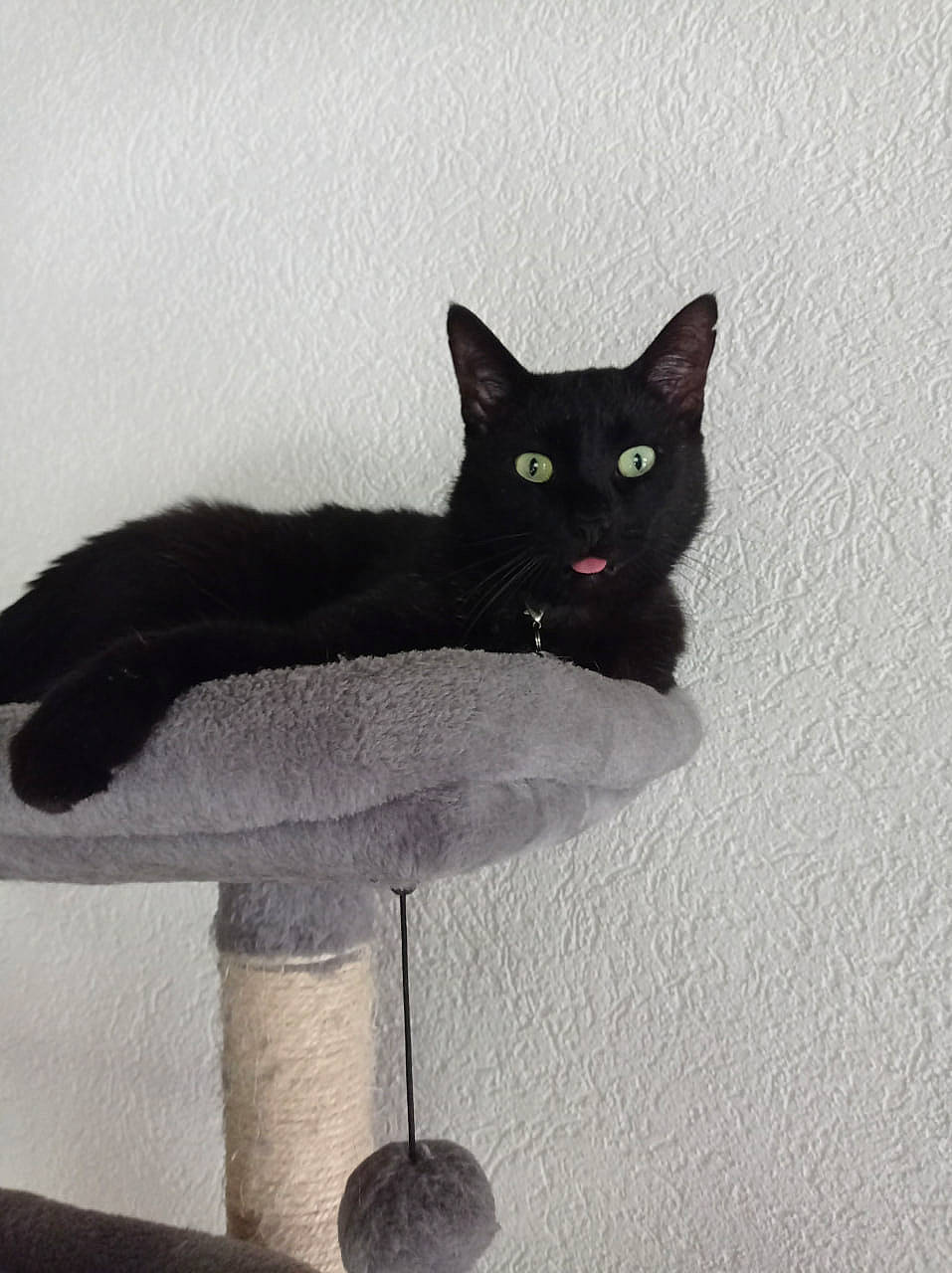 Esthasie participe au concours pour gagner de l'argent avec cette photo : black_cat, bombay, carnivore, cat, cat_furniture, cat_supply, domestic_short_haired_cat, felidae, fur, grey, paw, pedestal, rectangle, shadow, sitting, small_to_medium_sized_cats, snout, tail, whiskers, window