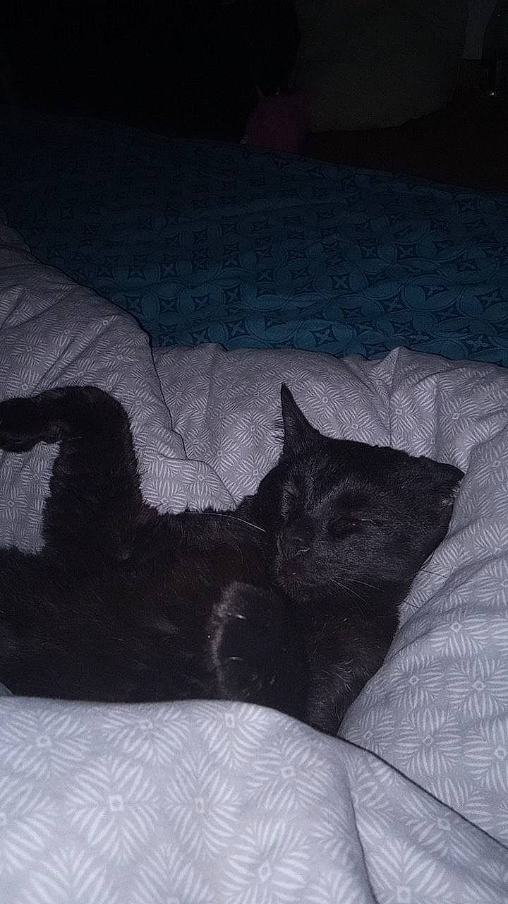 Esthasie participe au concours pour gagner de l'argent avec cette photo : bedding, black_cat, canidae, carnivore, cat, cat_bed, comfort, darkness, dog_breed, domestic_short_haired_cat, felidae, fur, grey, linens, small_to_medium_sized_cats, snout, sporting_group, tail, tints_and_shades, whiskers