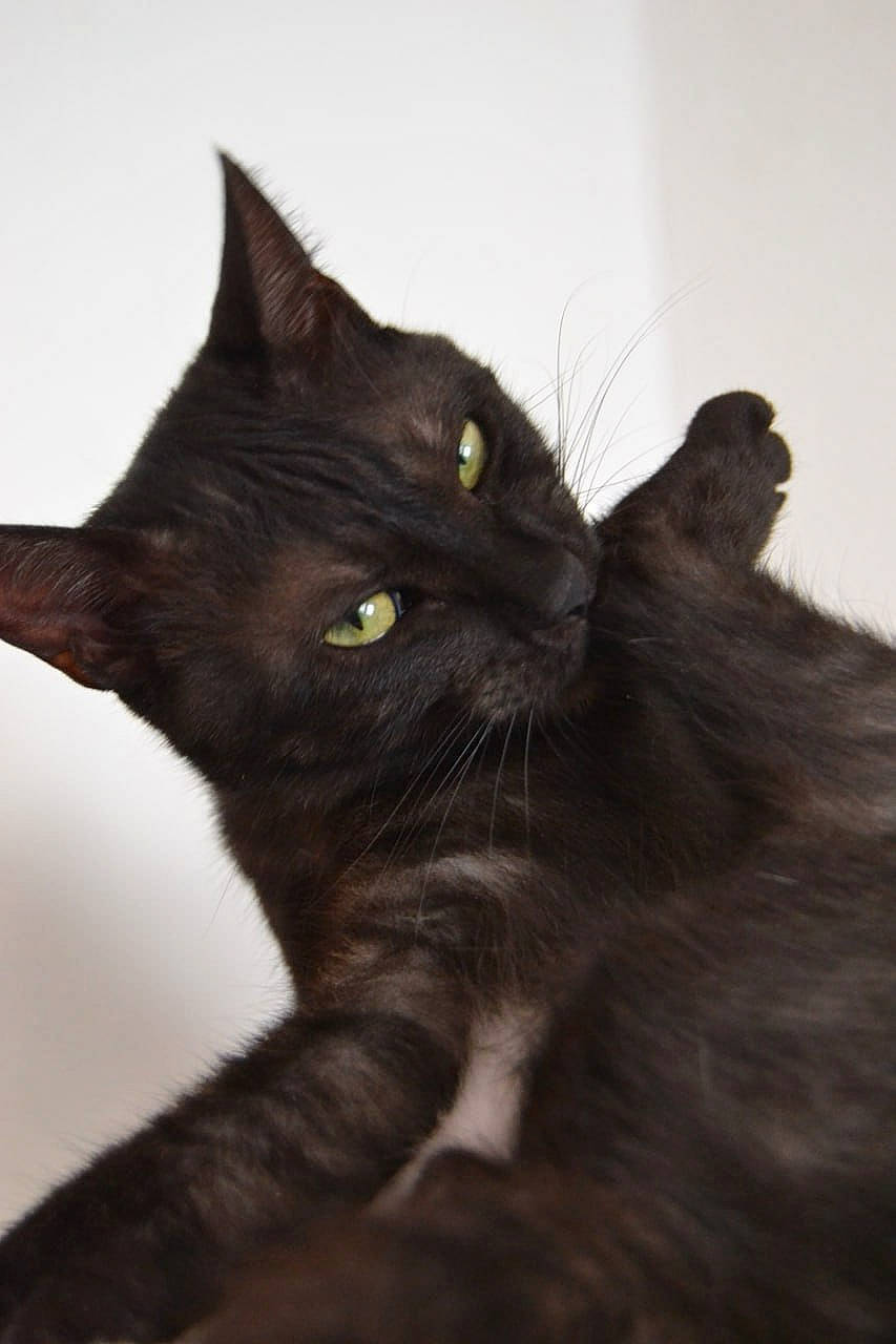 Opium participe au concours pour gagner de l'argent avec cette photo : black_cat, bombay, carnivore, cat, claw, domestic_short_haired_cat, felidae, fur, havana_brown, monochrome_photography, small_to_medium_sized_cats, snout, tail, terrestrial_animal, whiskers