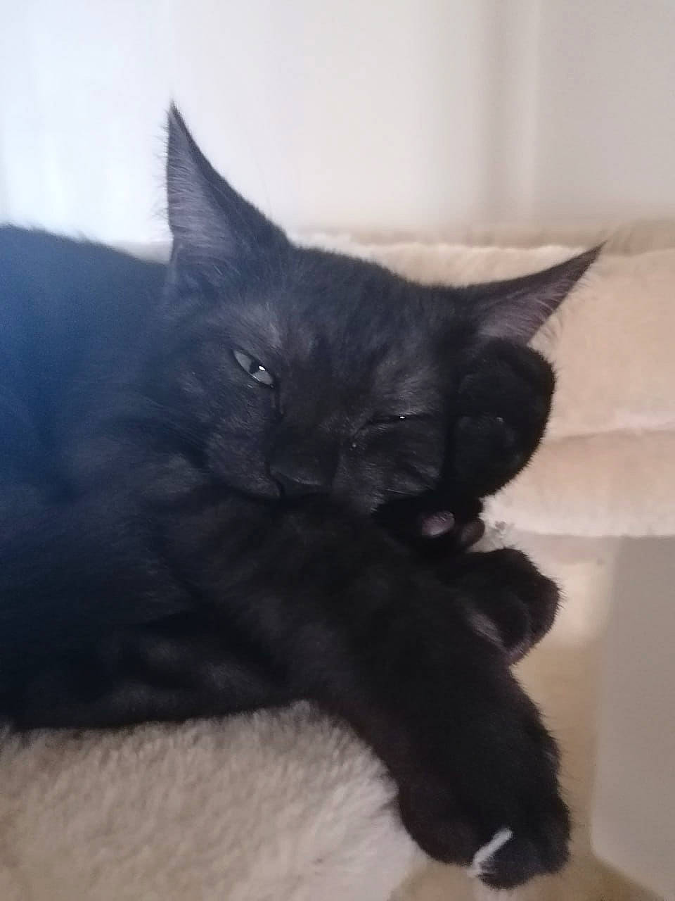 Opium participe au concours pour gagner de l'argent avec cette photo : black_cat, carnivore, cat, cat_supply, claw, comfort, domestic_short_haired_cat, felidae, fur, grey, paw, small_to_medium_sized_cats, snout, tail, terrestrial_animal, whiskers