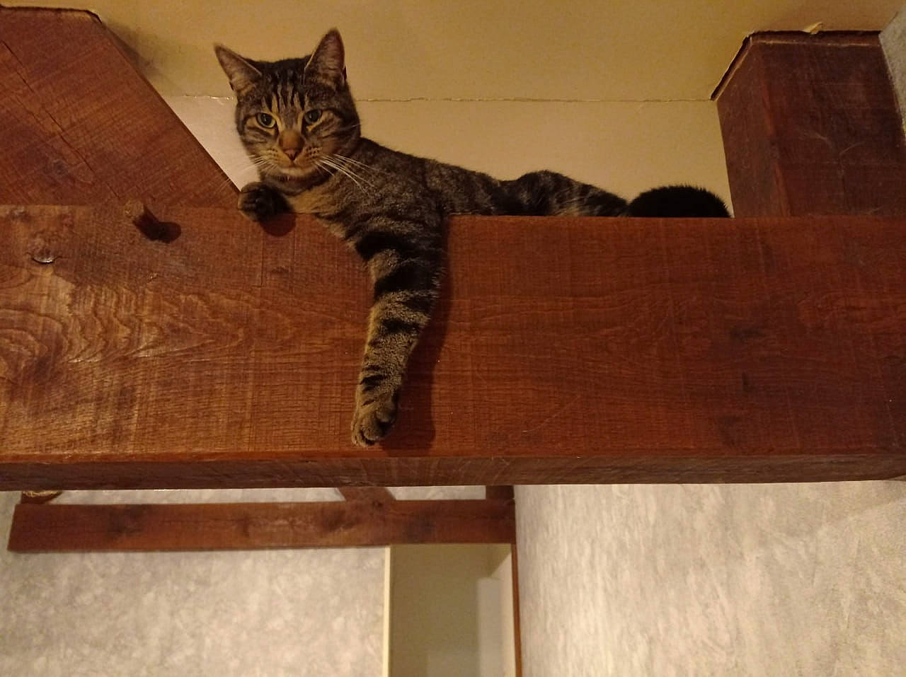 Hélium a rejoint le concours — aidez-le/la à gagner de superbes lots ! carnivore, cat, domestic_short_haired_cat, felidae, flooring, fur, hardwood, pattern, paw, plank, plywood, rectangle, room, small_to_medium_sized_cats, snout, tail, terrestrial_animal, whiskers, wood, wood_stain