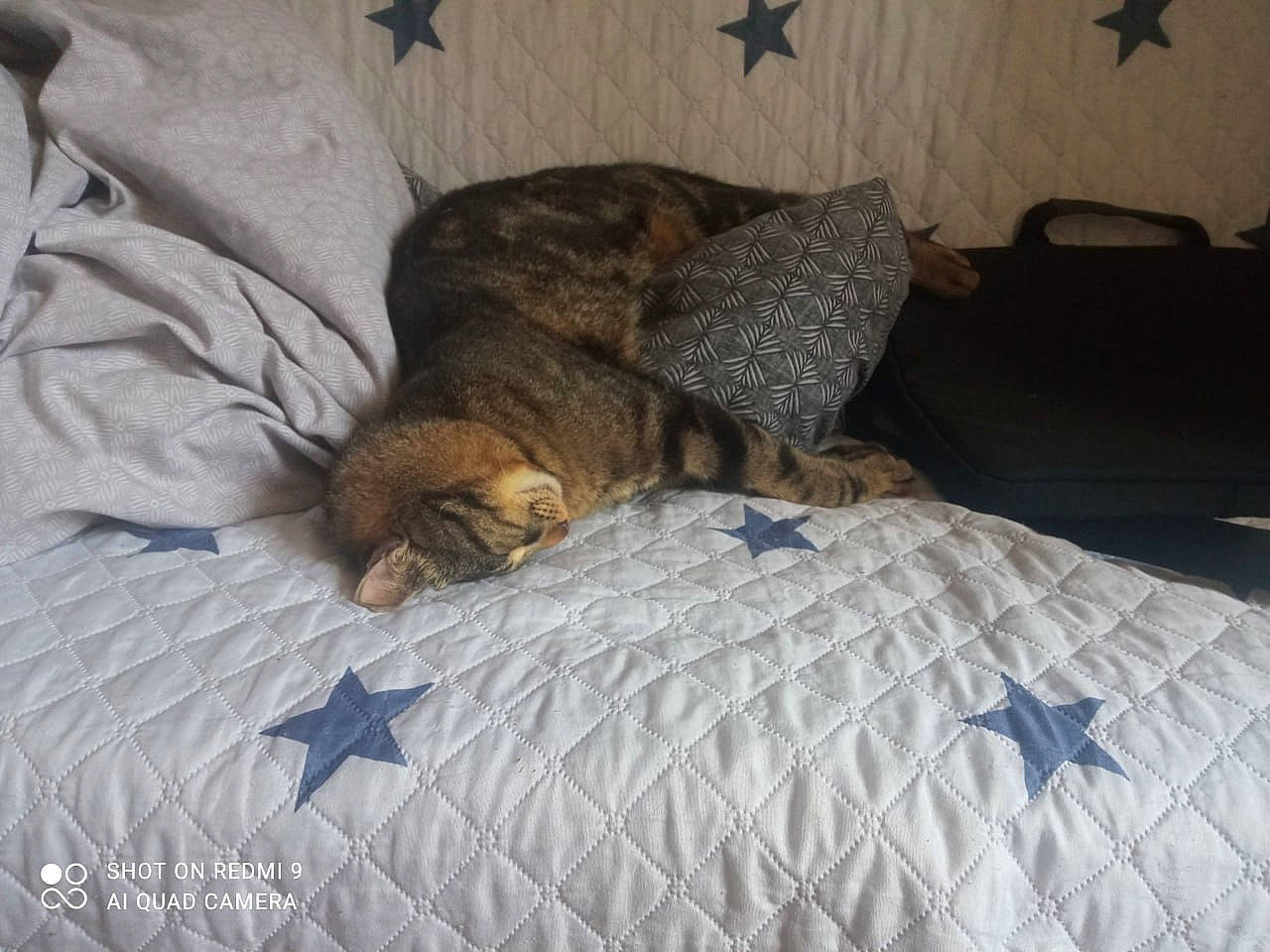 Hélium a rejoint le concours — aidez-le/la à gagner de superbes lots ! bed, bed_sheet, bedding, bedroom, brown, carnivore, cat, comfort, fawn, felidae, flooring, grey, hardwood, linens, mammal, terrestrial_animal, textile, vertebrate, whiskers, wood