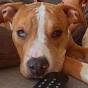 Stitch participe au concours pour gagner de l'argent avec cette photo : brown_dog, casual, child, closeup, couch, cute, dog, furniture, home, indoor, living_room, person, pet, relaxing, remote_control, resting, smartphone, technology, toy, white_markings