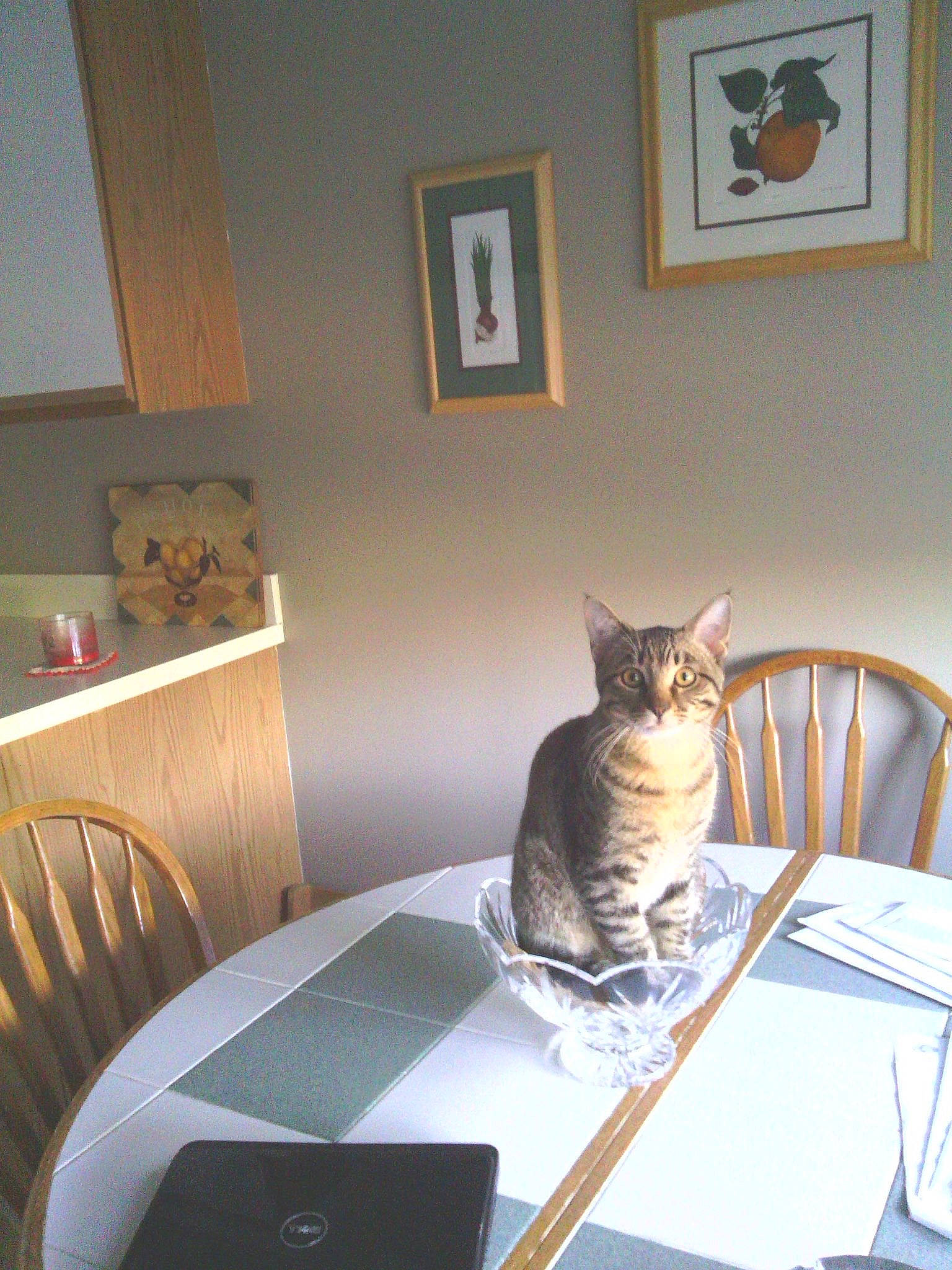 Darwin is registered to the contest to win money with this photo: carnivore, cat, chair, comfort, felidae, floor, flooring, furniture, grey, hardwood, house, output_device, picture_frame, room, small_to_medium_sized_cats, table, tail, whiskers, window_covering, wood