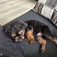 Autumn is registered to the contest to win money with this photo: puppy, dog, pet, black_fur, brown_fur, couch, pillow, indoor, floor, wooden_floor, relaxing, cute, small, fur, laying, resting, cozy, domestic, animal, companion