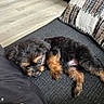 puppy, dog, pet, black_fur, brown_fur, couch, pillow, indoor, floor, wooden_floor, relaxing, cute, small, fur, laying, resting, cozy, domestic, animal, companion