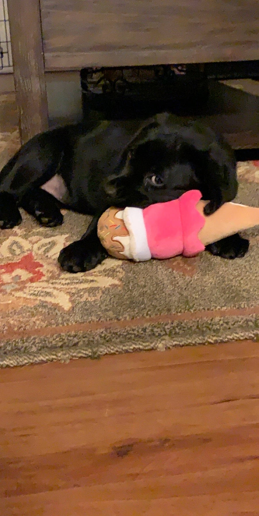 Roxy joined the competition — help win amazing prizes! canidae, carnivore, dog, dog_breed, fawn, guard_dog, labrador_retriever, puppy, sporting_group, tail