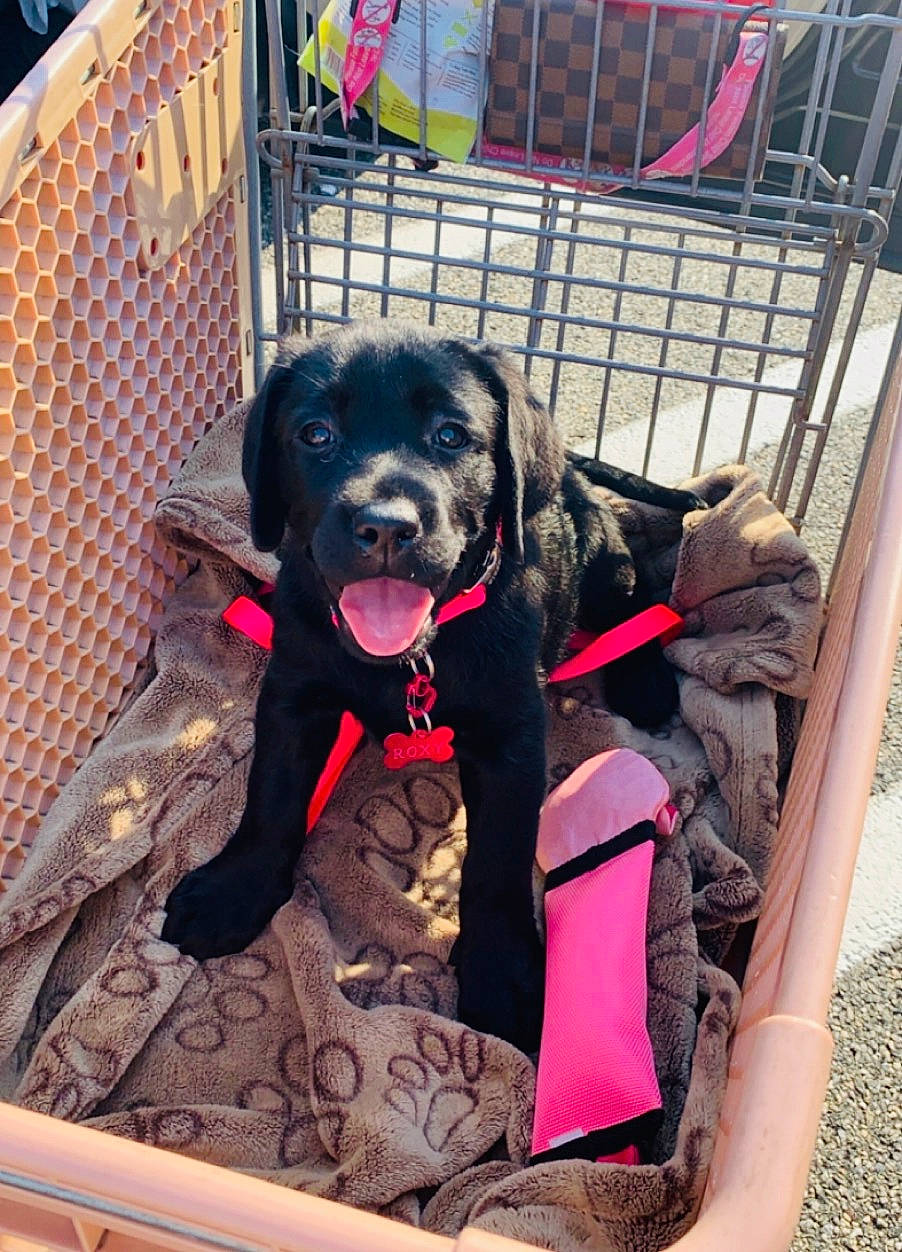 Roxy joined the competition — help win amazing prizes! baby_products, canidae, carnivore, companion_dog, dog, dog_breed, labrador_retriever, puppy, sporting_group